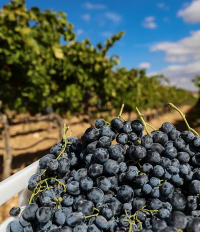 Grape Harvesting Festival in Ancient Vineyards